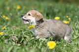 CORGI PEMBROKE 597
